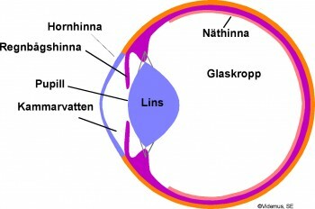 Figur 1 Linsens plats i ögat (Publ. med upphovsrättsinnehavarens tillstånd